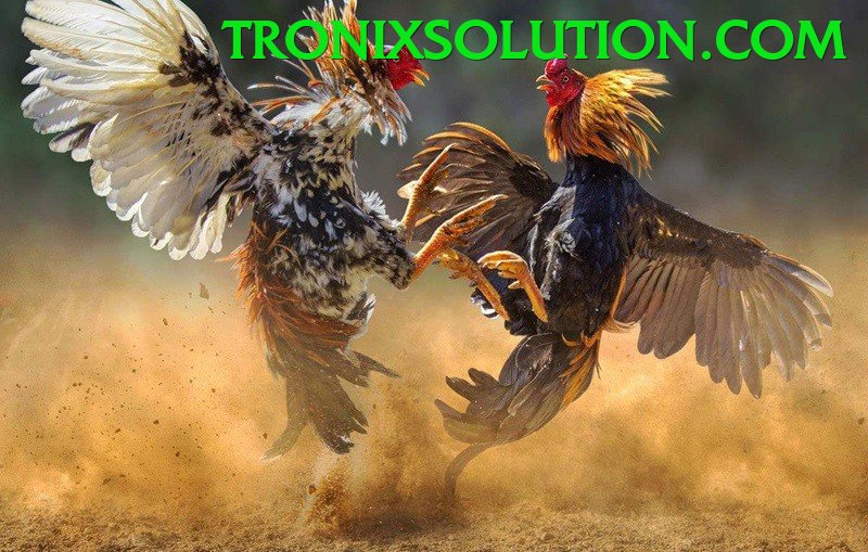 Đá Gà Trực Tiếp - bom